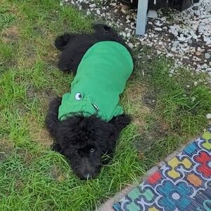 Frog dog hoodie